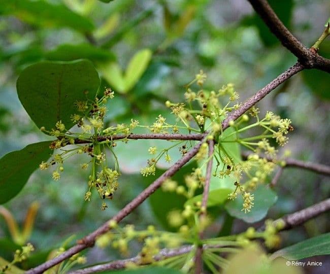 Austrobuxus 6