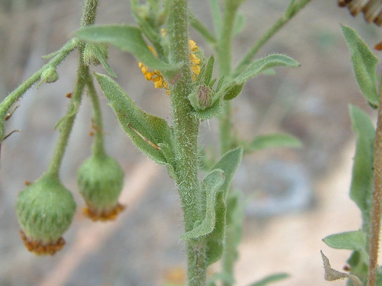 Eteroteca grandiflora 22
