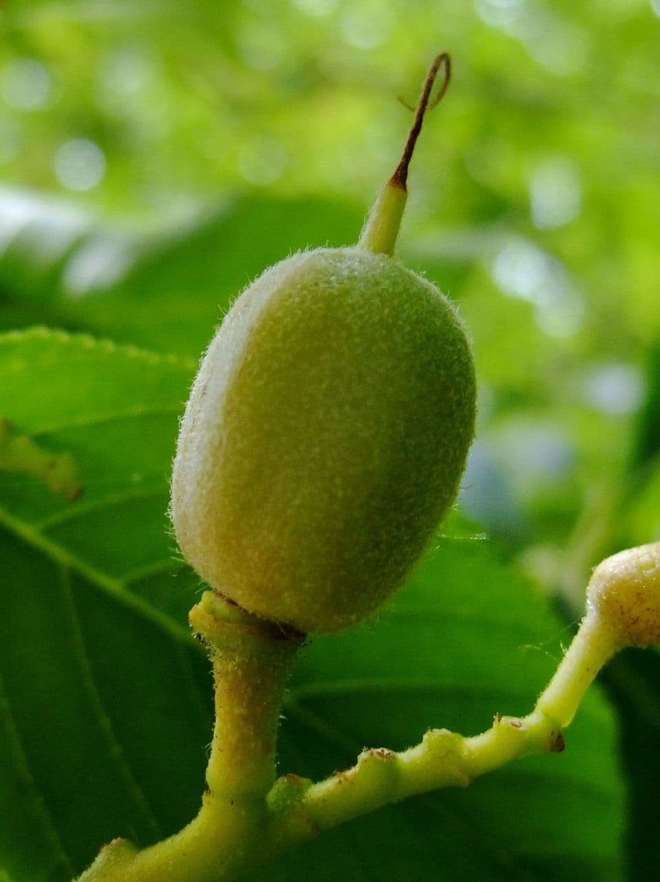 Ippocastano giallo 4