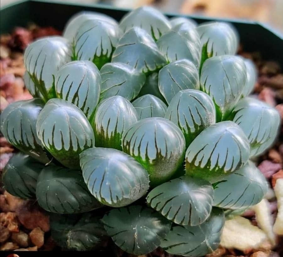 Hawortia Coopera 16