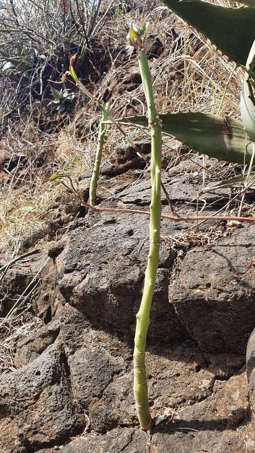 Kleinia odorosa 8