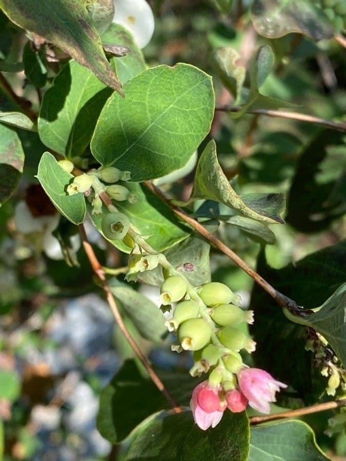 Sinforicarpo 28