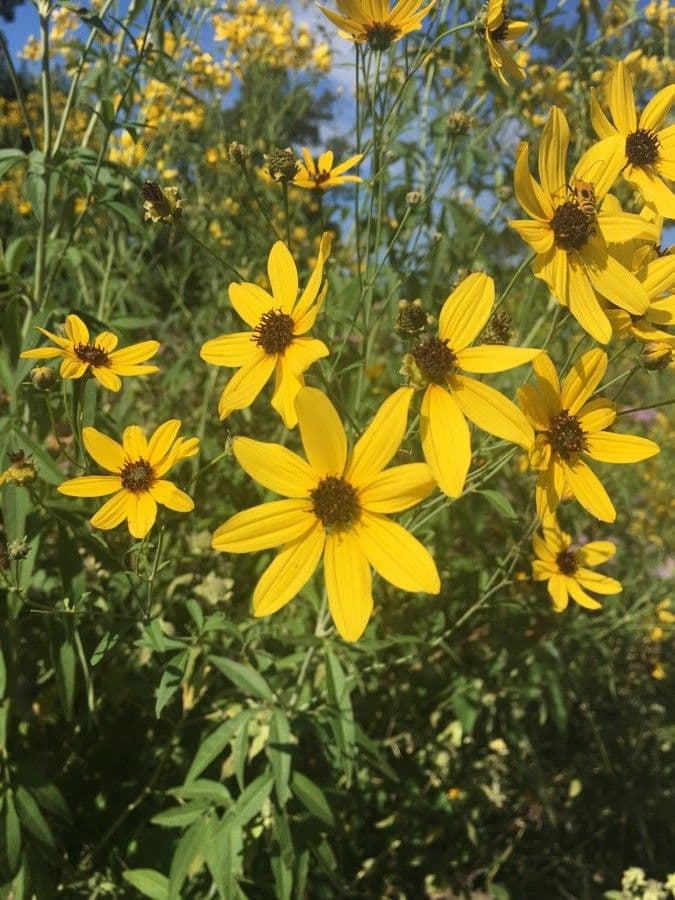 Coreopsis 3