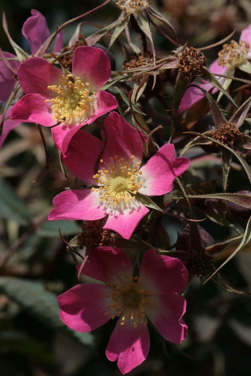 Redleaf rose 6