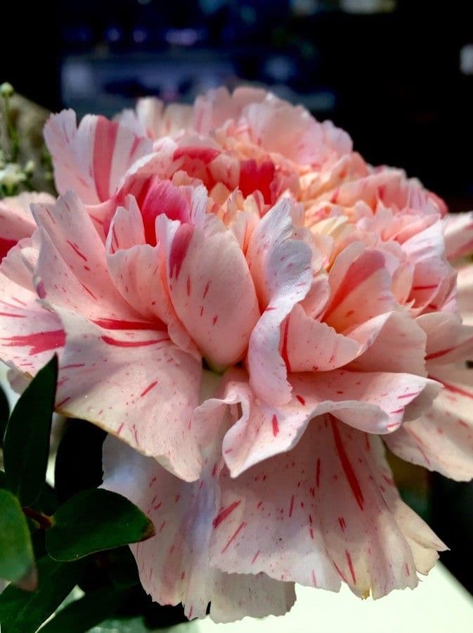 Clavel 7