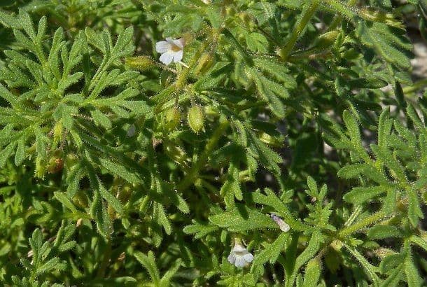 Leucospora multifida 6