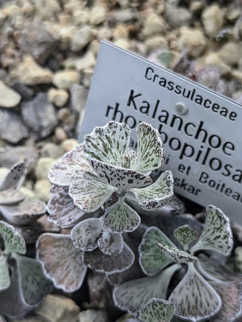 Kalanchoe romboidalna 12