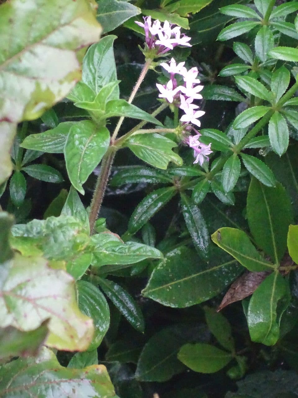 Sankt-Jonas-Blume 5