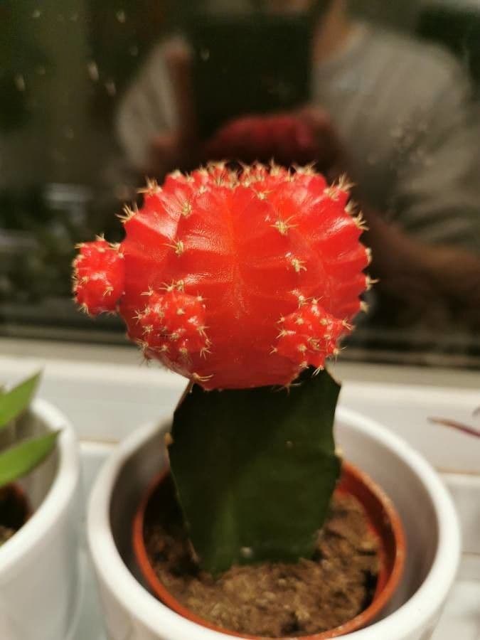 Cactus lunare