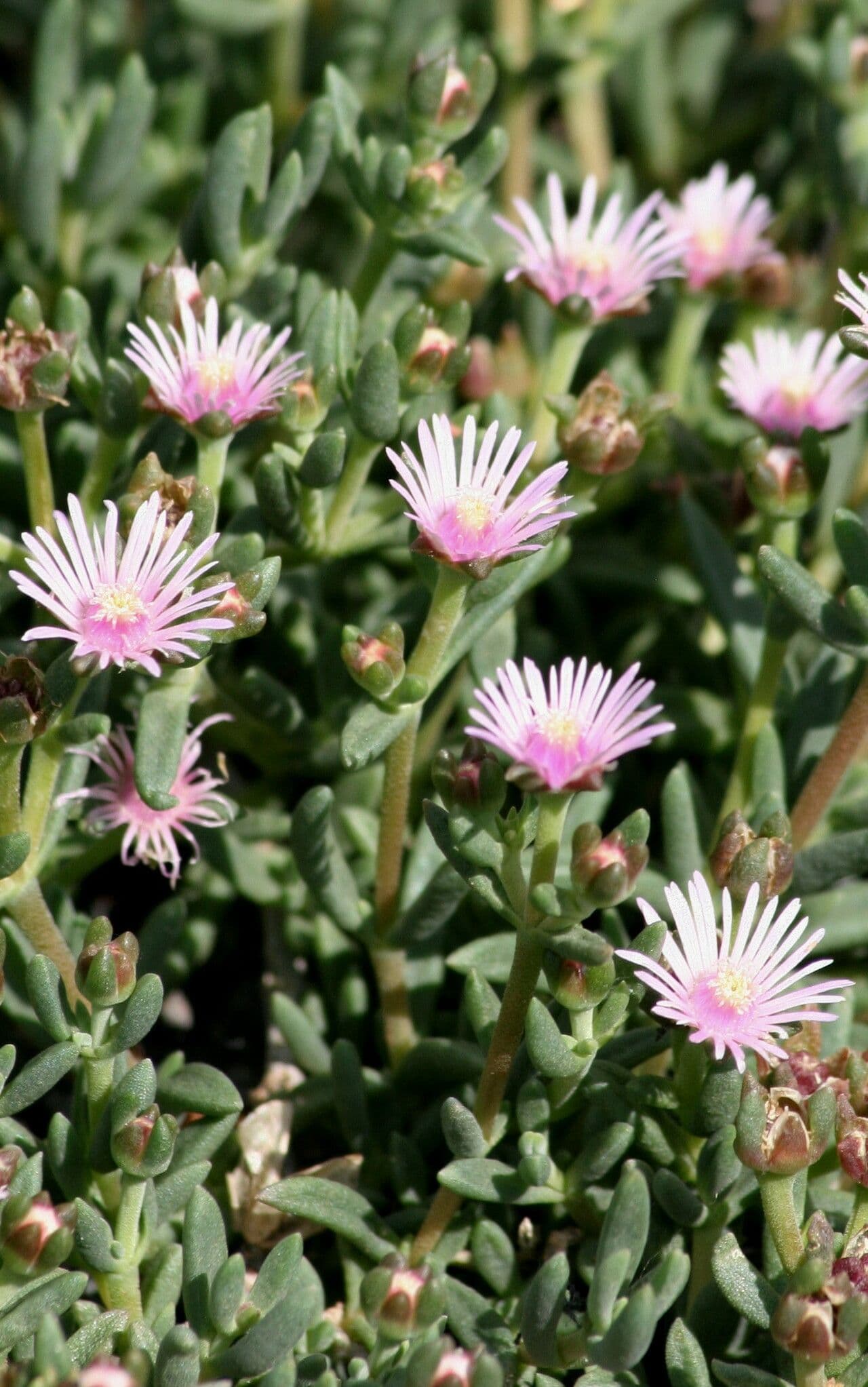 Delosperma