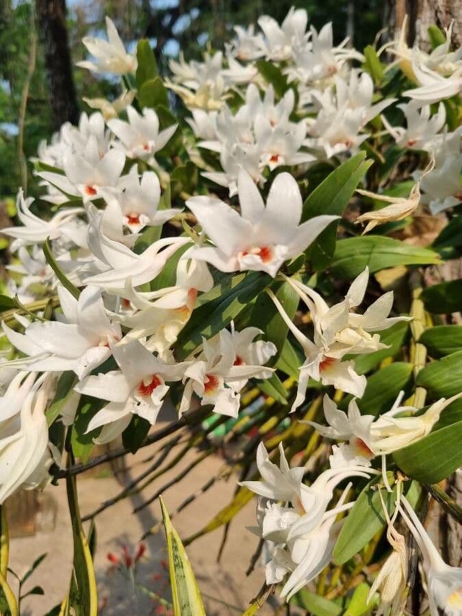 Dendrobium 5