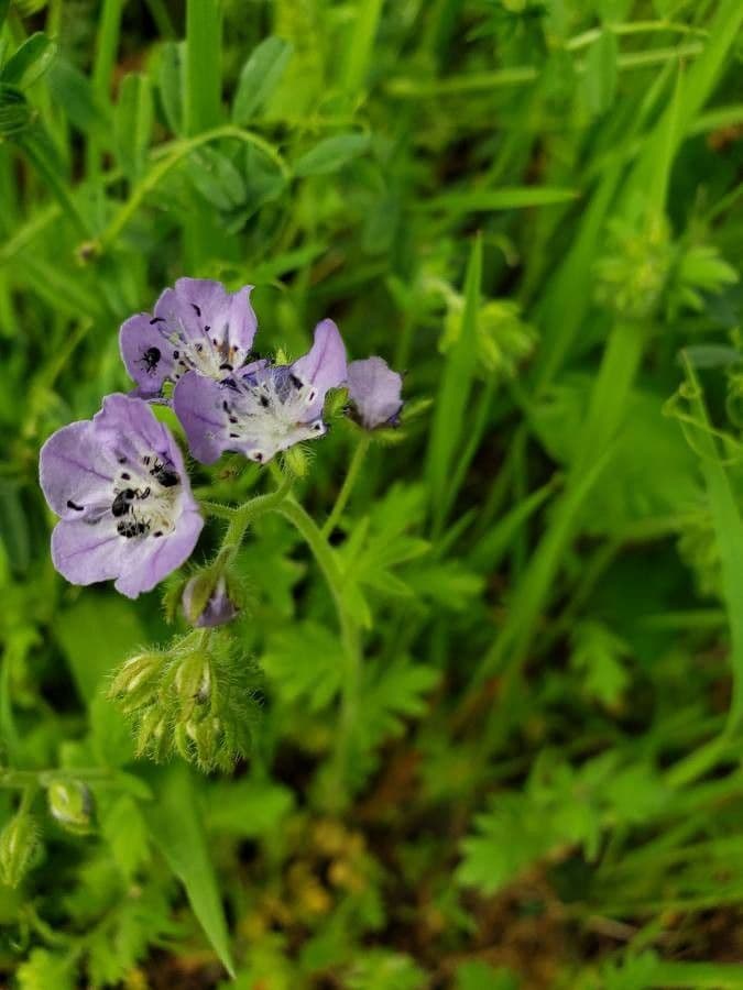 Phacelia hirsuta 2