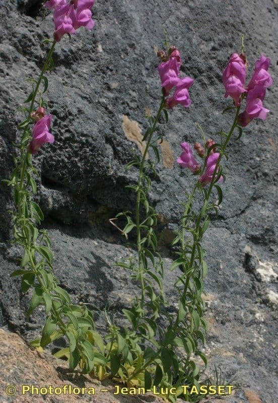 Südliche Löwenmäulchen 8