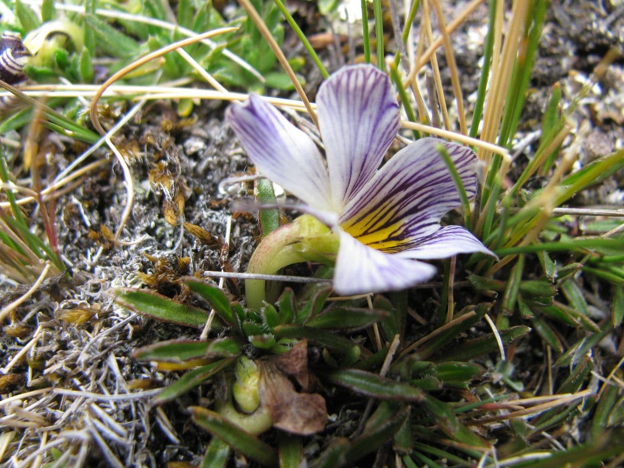 Veilchen 10