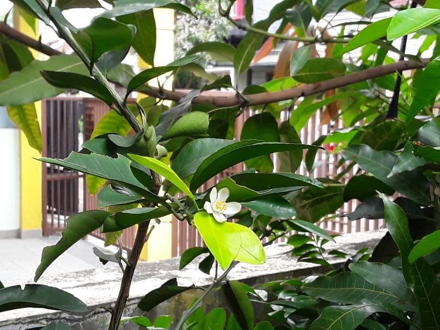 Arancio amaro 8