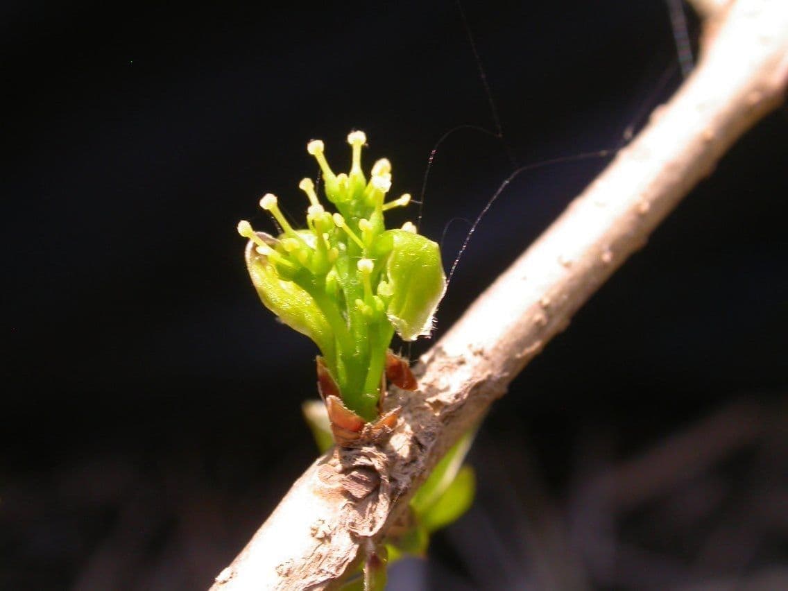 Forestiera 5