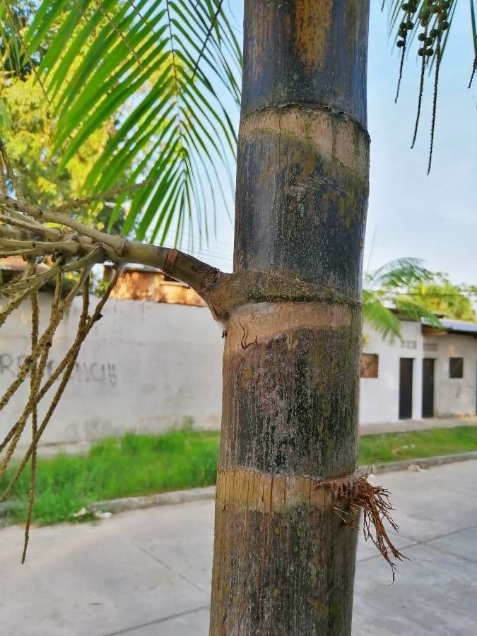 Açai 25