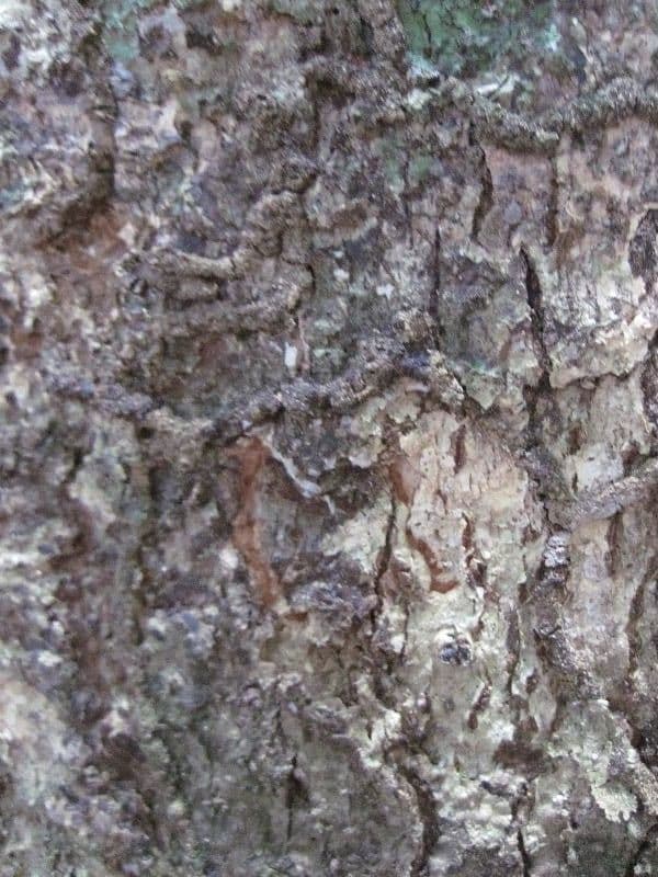 Sterculia 10