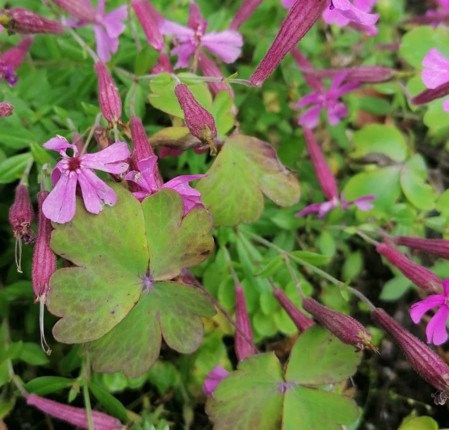 Silene převislá 8