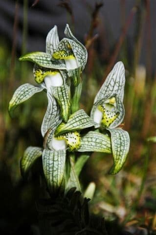 Chloraea 2