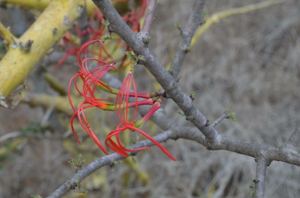 Emelianthe 2