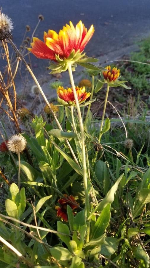 Gaillardia 18