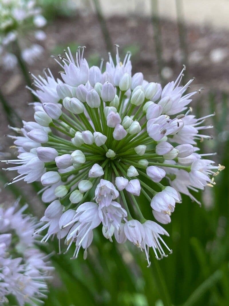 Aglio perenne 4
