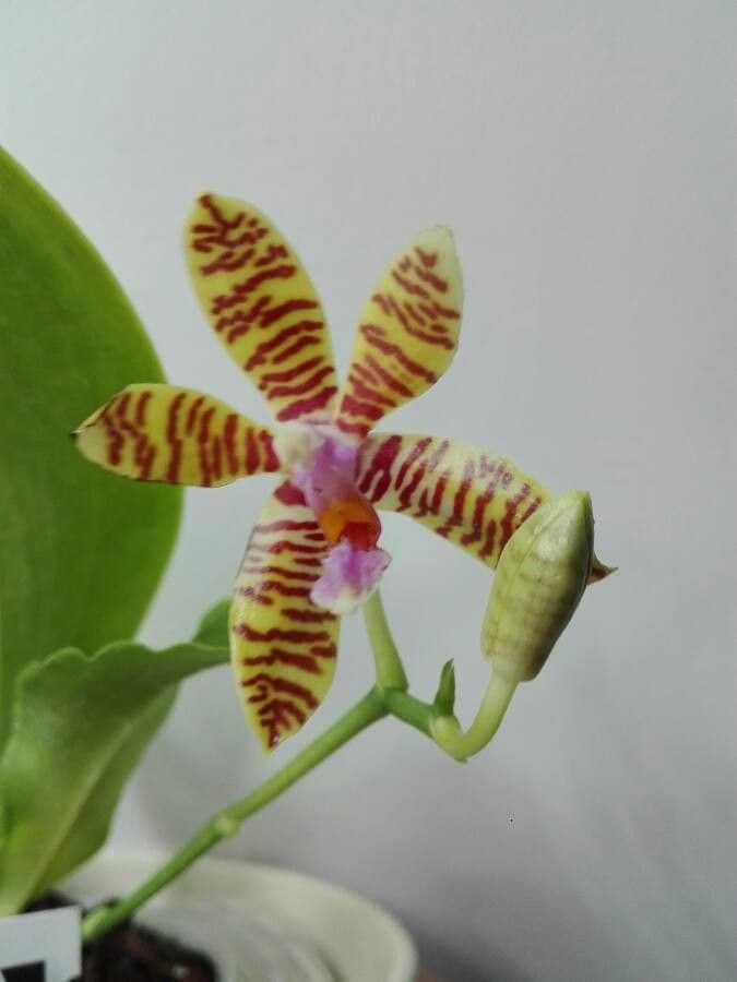 Módna orchidea