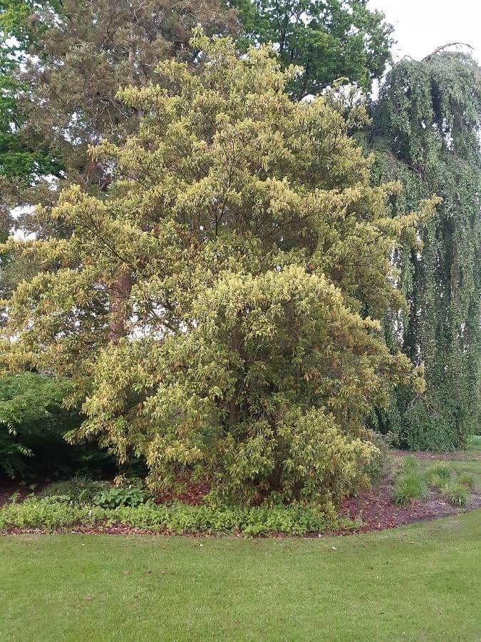 Trochodendron 11