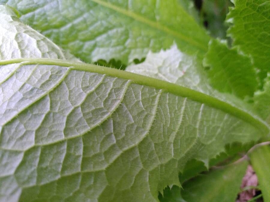 Lechuga amarga 13