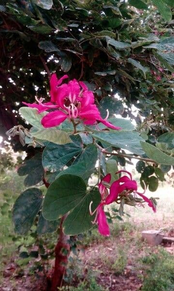 Bauhinia variegata 30