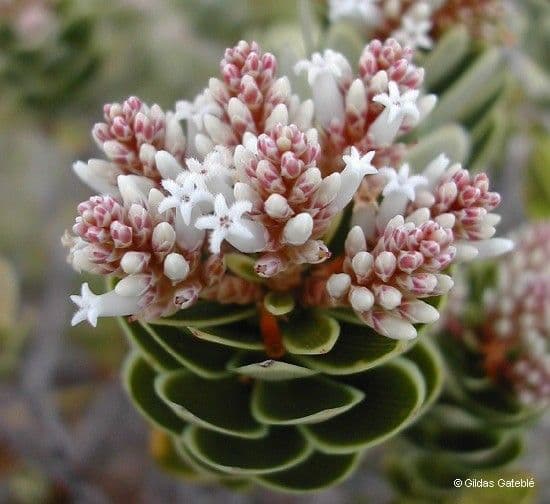 Cyathopsis 6
