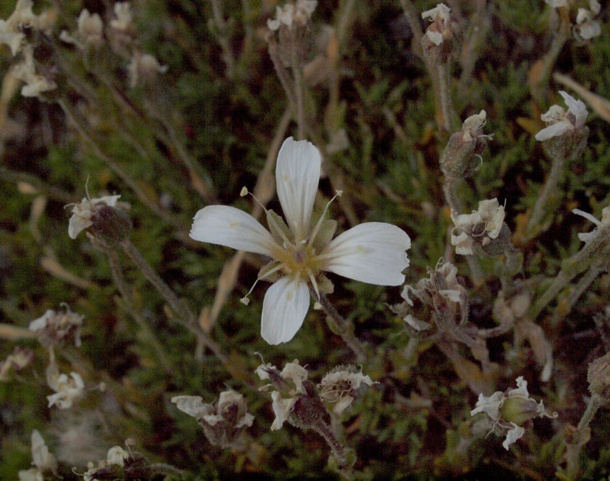Cherleria obtusiloba 3