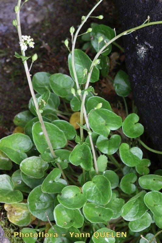 Cochlearia pyrenaica 8
