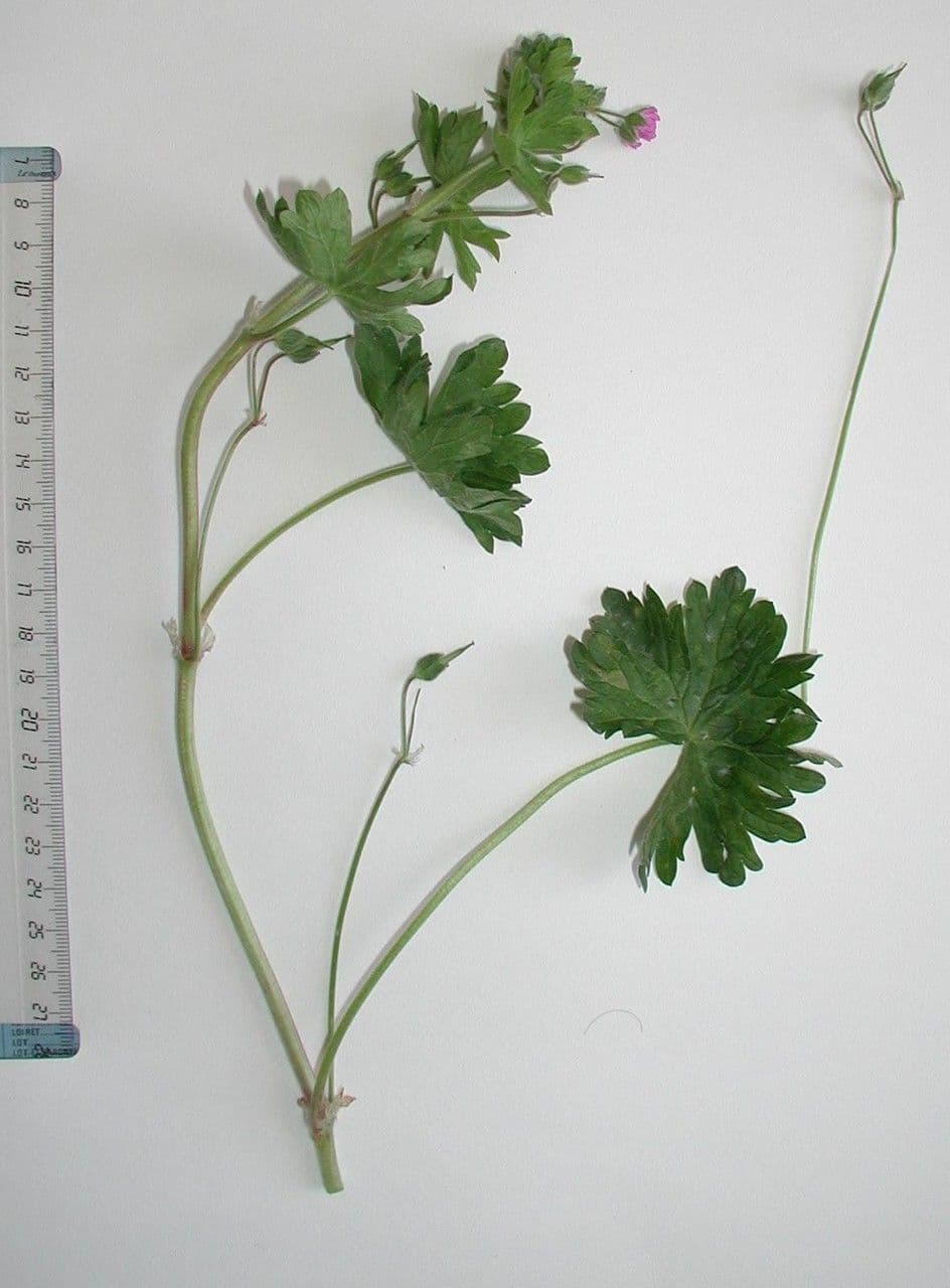 Géranium à feuilles rondes 29
