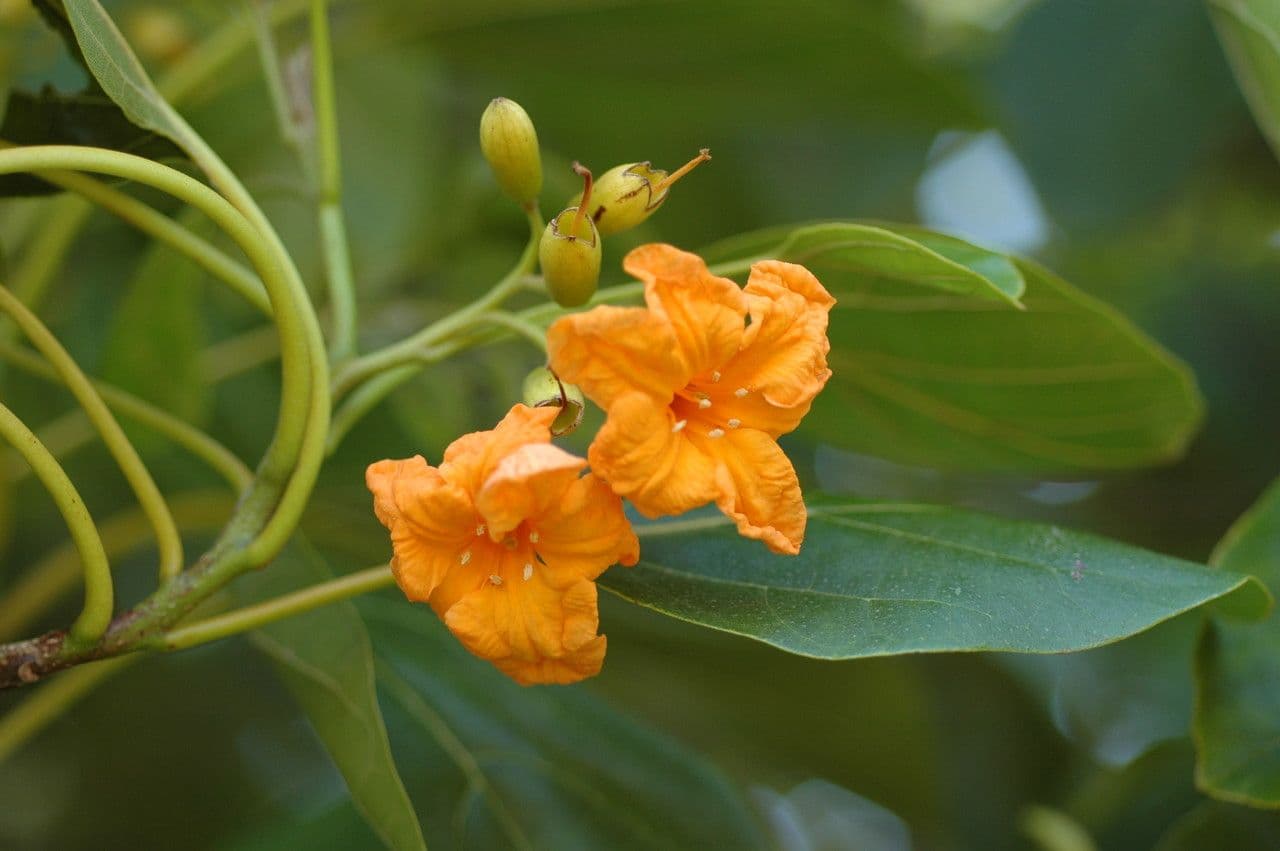 Cordia subcordata 6