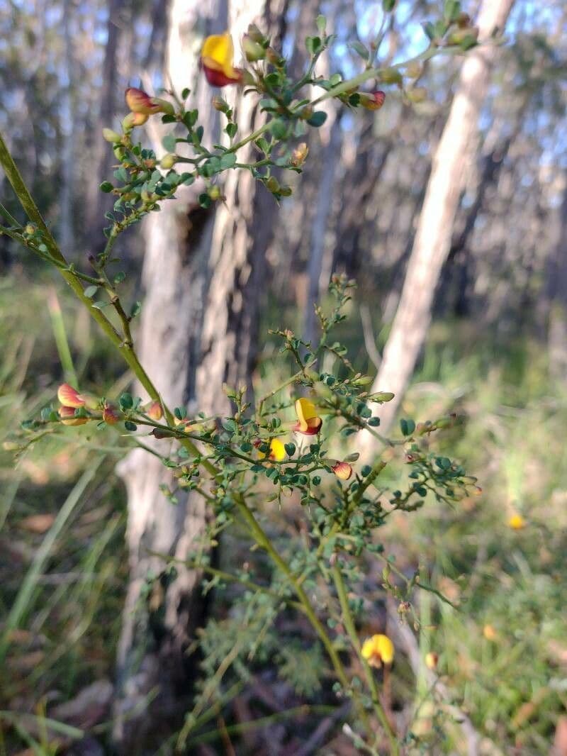 Bossiaea obcordata 6