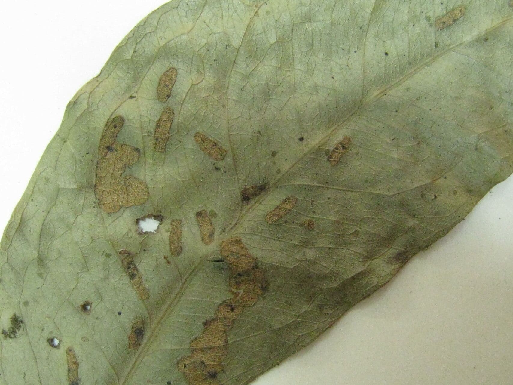 Macrolobium 10