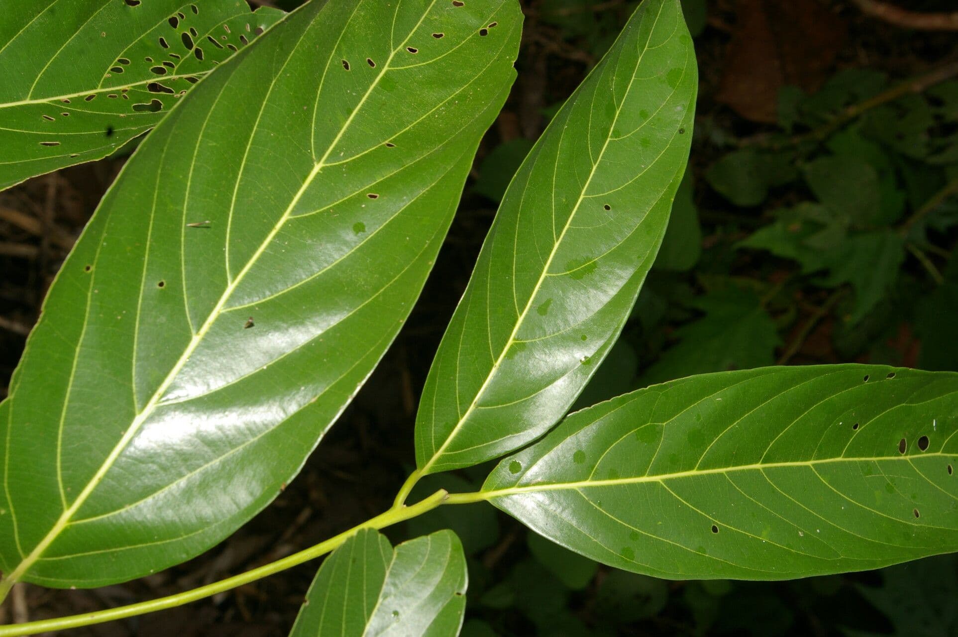 Nectandra