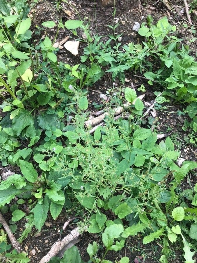 Linaria minore 15