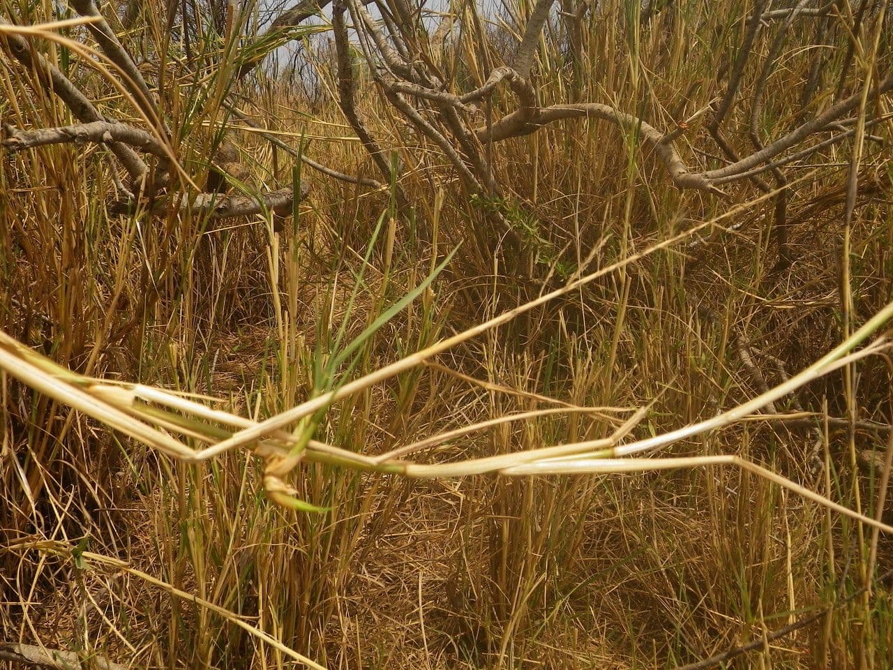 Sporobolus 11