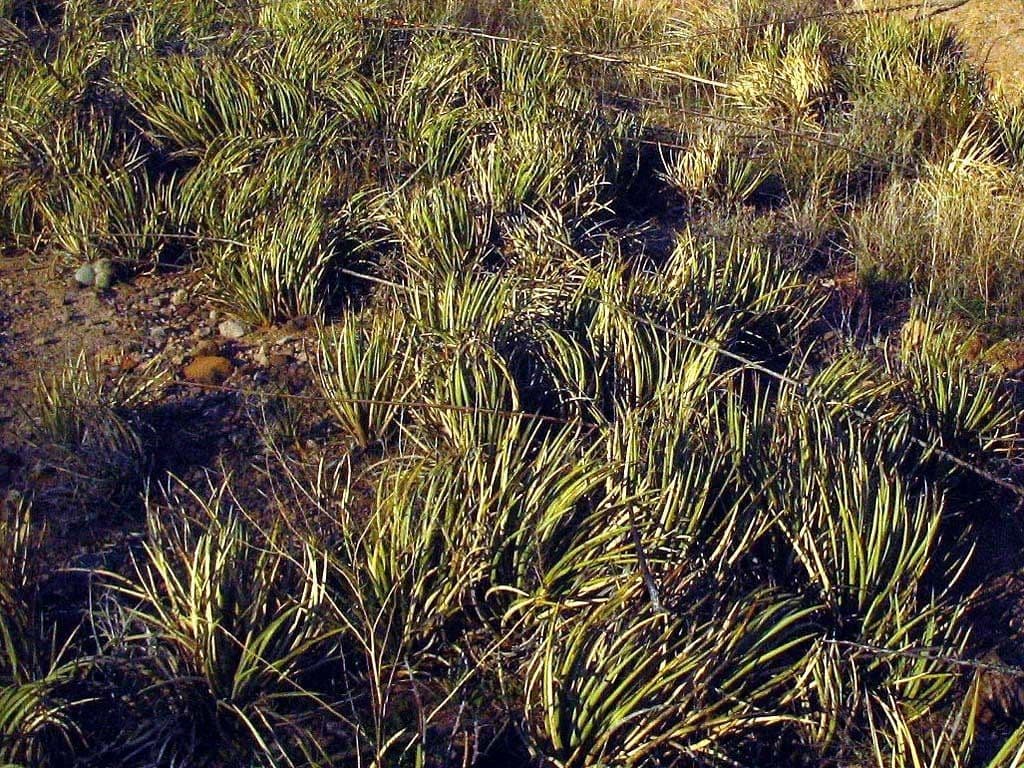 Schott-Agave 6