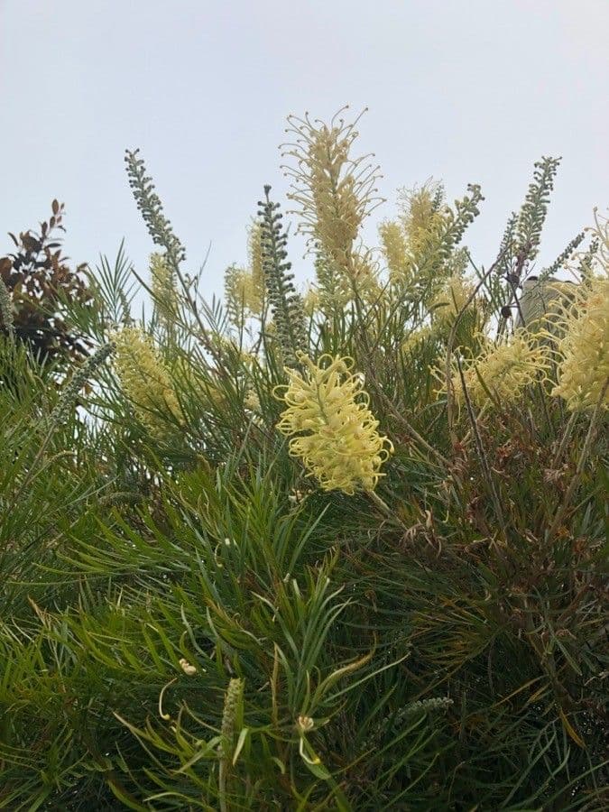 Grevillea 3