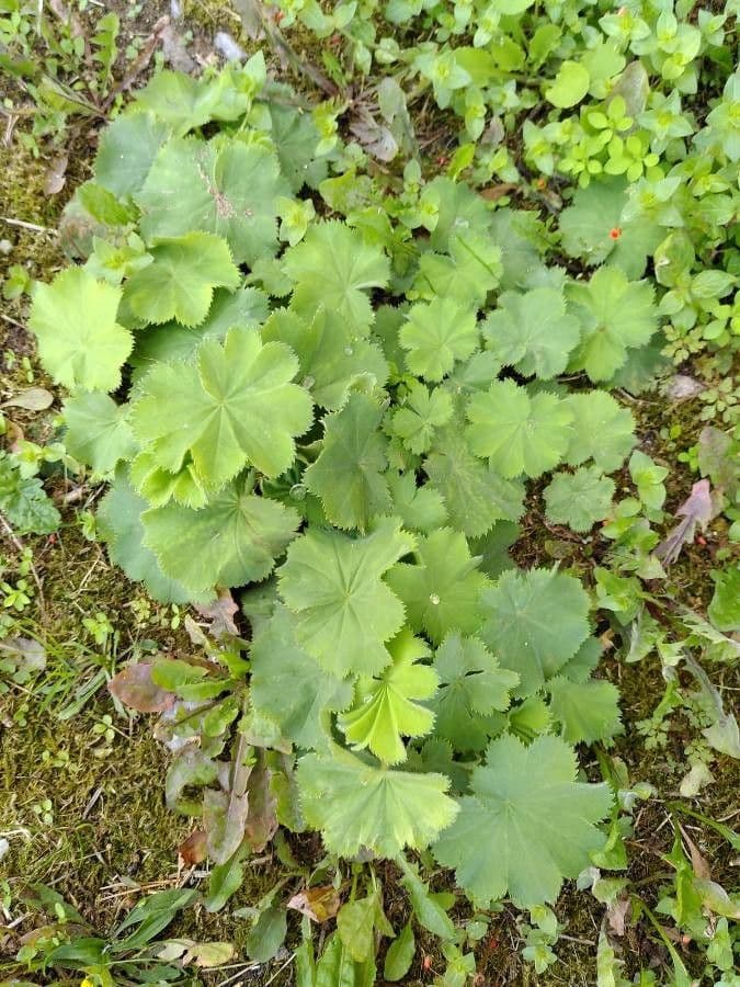 Alchemilla glabra 8