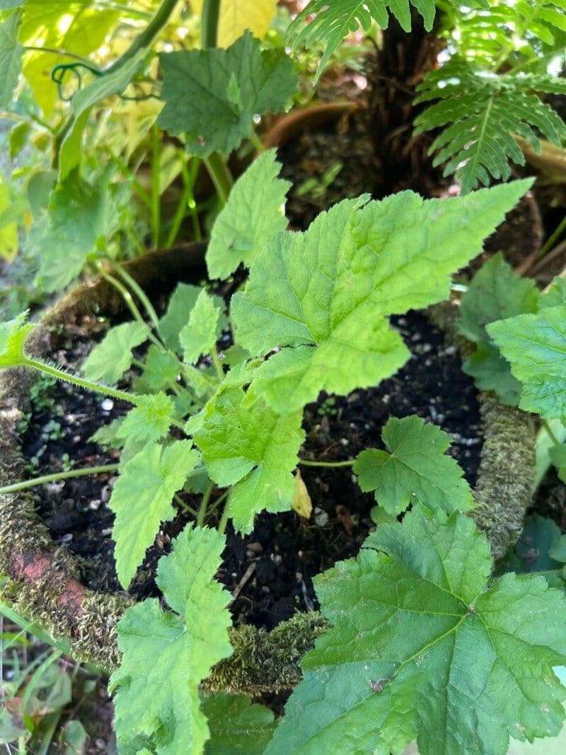 Tellima grandiflora 20