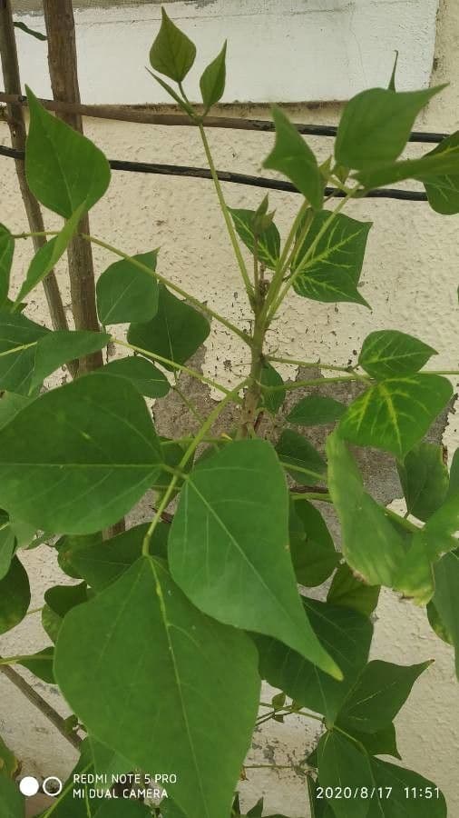 Albero corallo 9