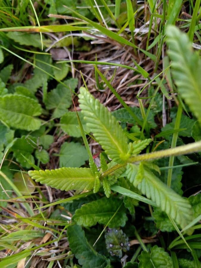 Petit rhinanthe 19