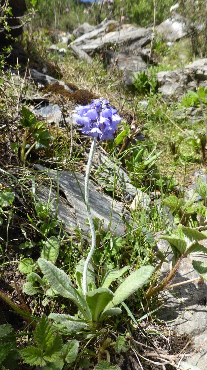 Primula