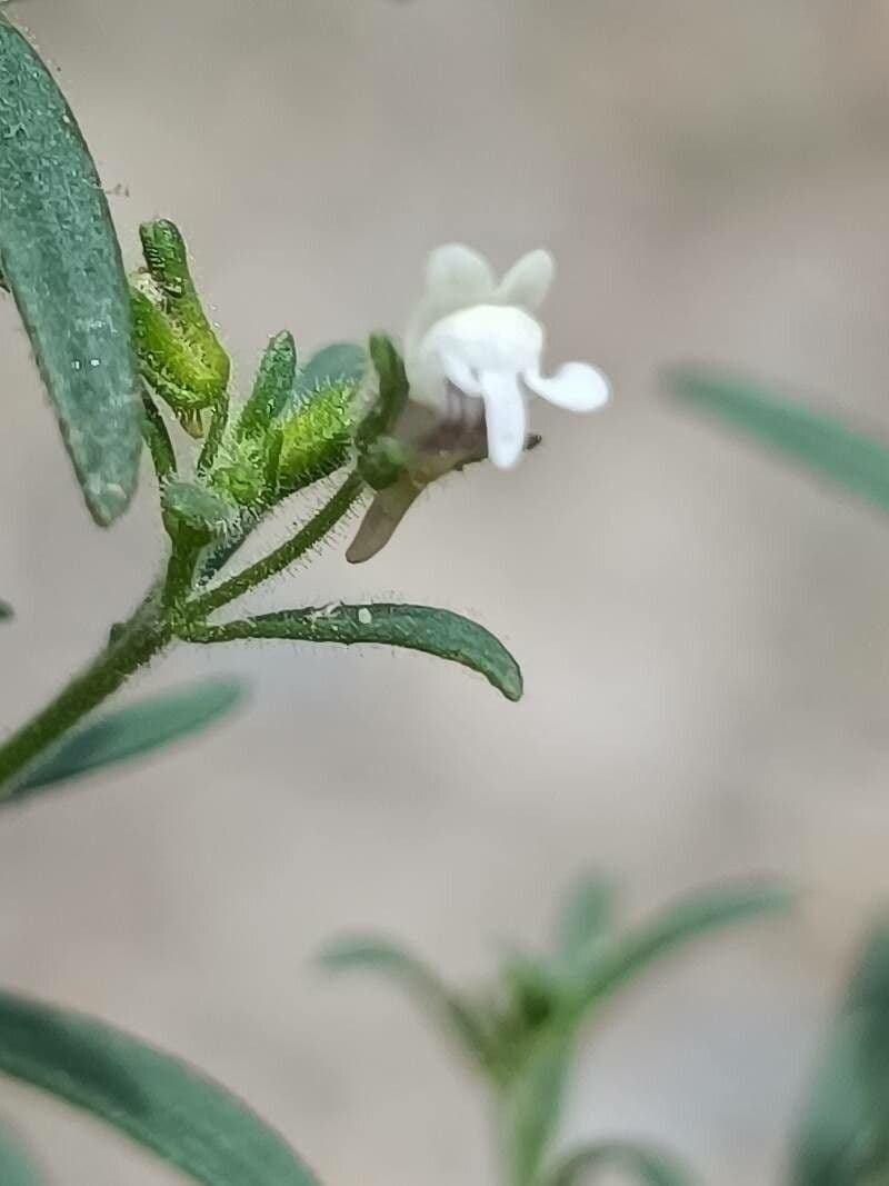 Linaria minore 8