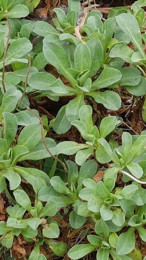 Fleabane glaucus 15